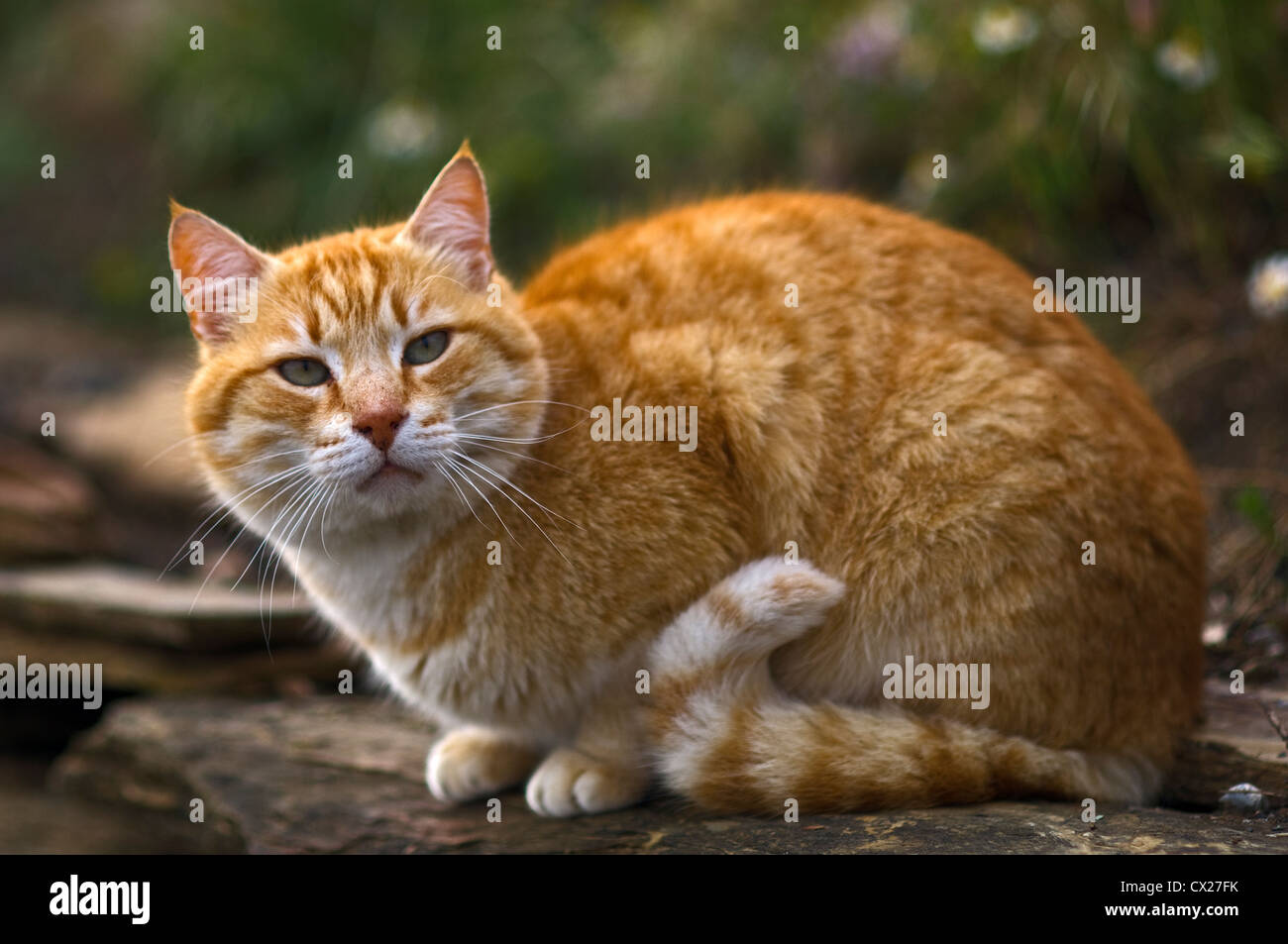 Jengibre gato sentado en la pared de piedra en el jardín mirando alerta Foto de stock
