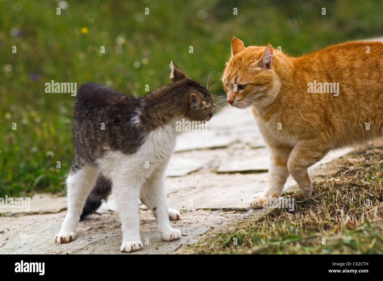 Encuentro de dos gatos domésticos Foto de stock