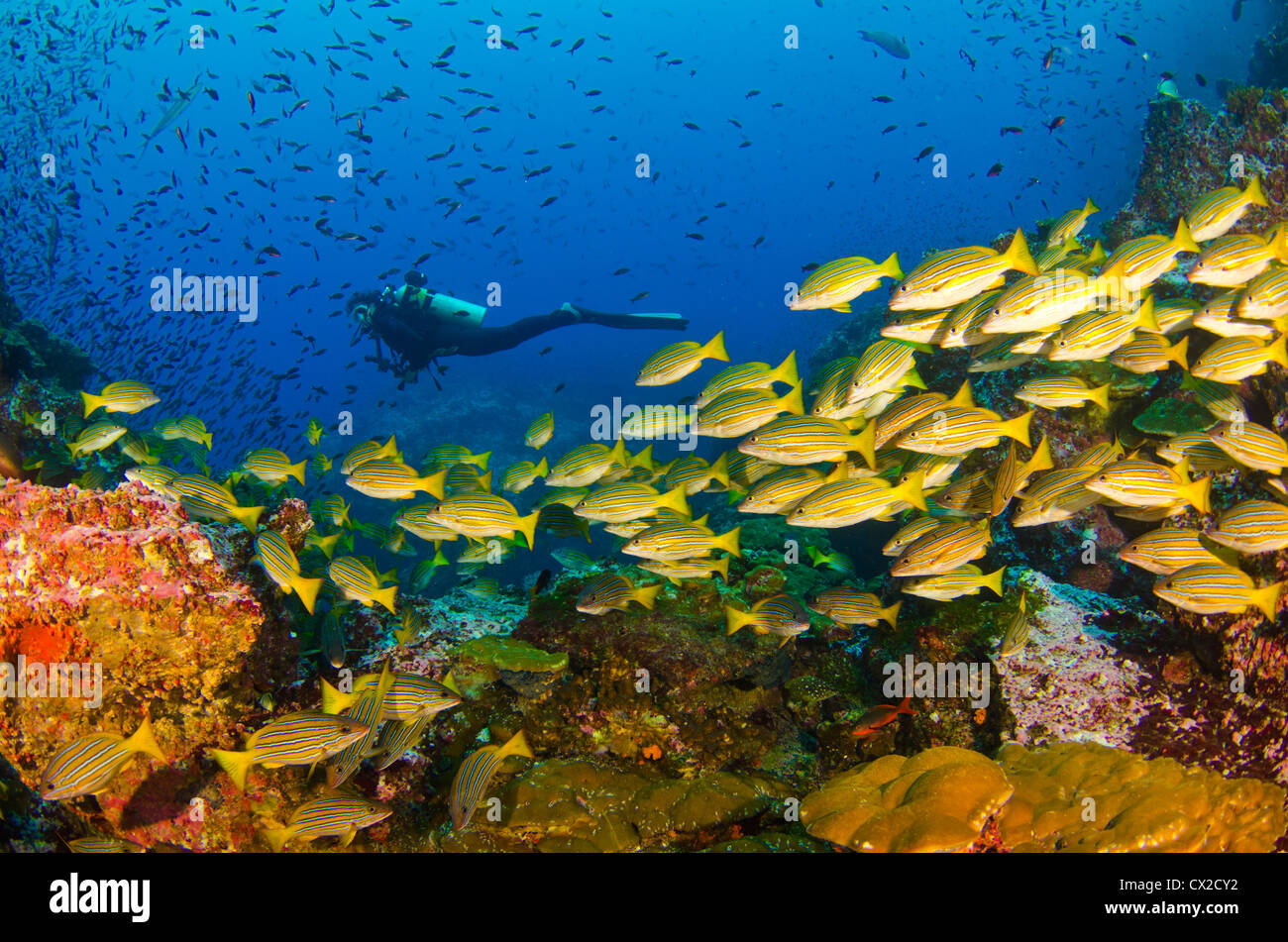 La Isla del Coco, Costa Rica, el mundo marino, el buzo, el pescado, la  caverna, escuela de peces, agua azul, agua clara, profunda, buceo, Ocean  Fotografía de stock - Alamy