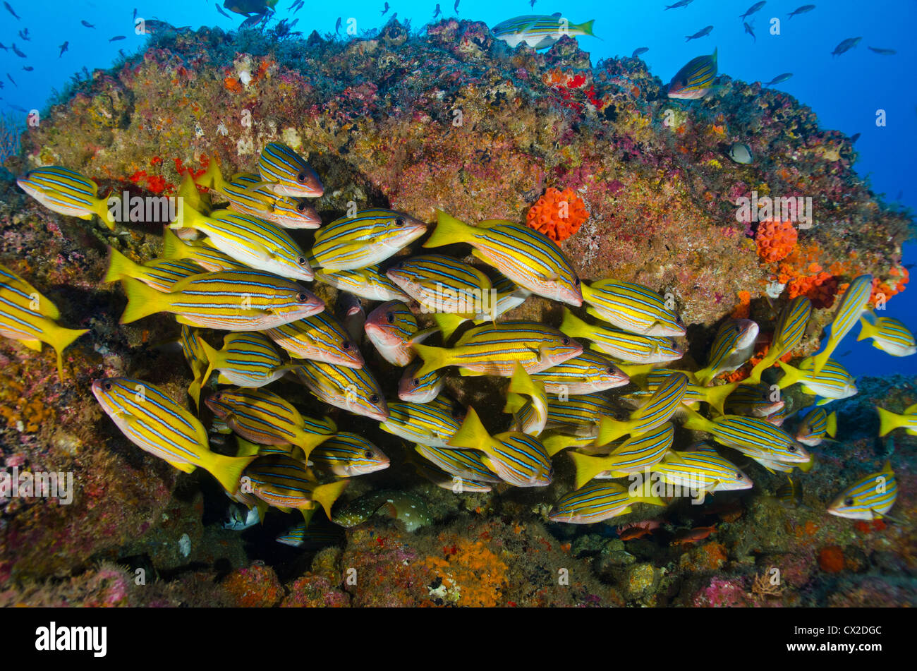 Arrecifes sumergidos en la Isla del Coco, Costa Rica, pescado pargo, ronco, escuela de peces, la vida del mar, océano, mar, buceo, sociedad, buceo Foto de stock