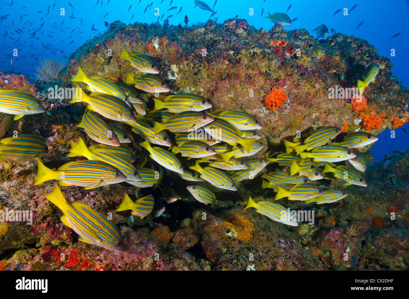Arrecifes sumergidos en la Isla del Coco, Costa Rica, pescado pargo, ronco, escuela de peces, peces, vida marina, comunidad, familia, sociedad. Foto de stock