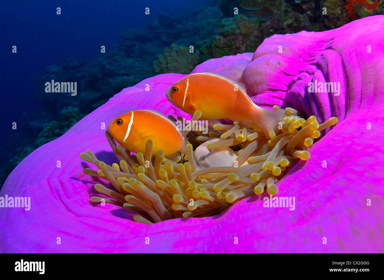 Escena subacuática de Palau, arrecifes de corales, anémonas, pez de anémona, agua azul, agua clara, colorida, submarinismo, la vida marina, profunda Foto de stock