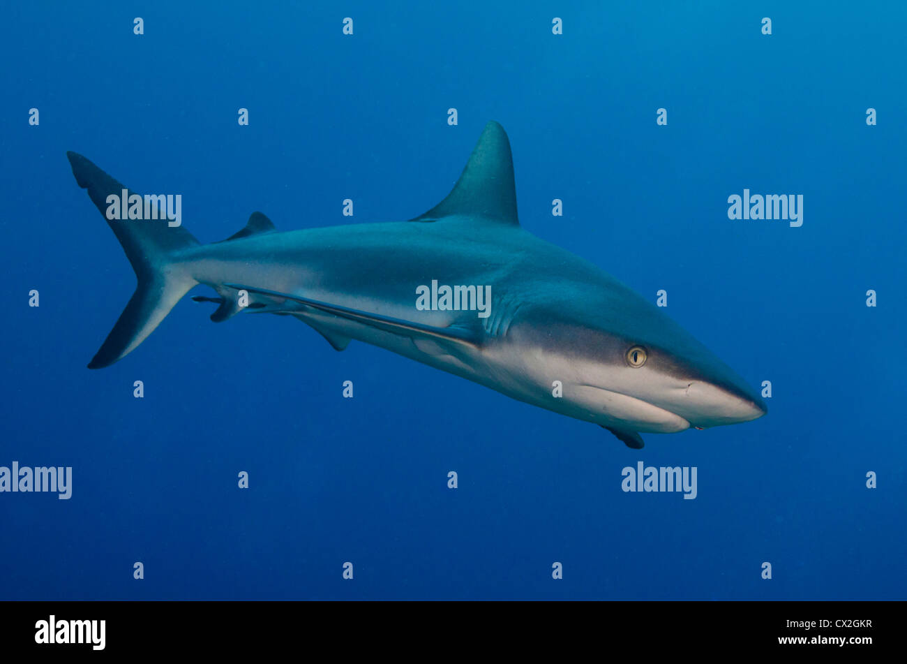 Escena subacuática de Palau, tiburones grises, tiburones de arrecife, depredador, mar abierto, submarinismo, agua azul, agua clara, profunda, Foto de stock