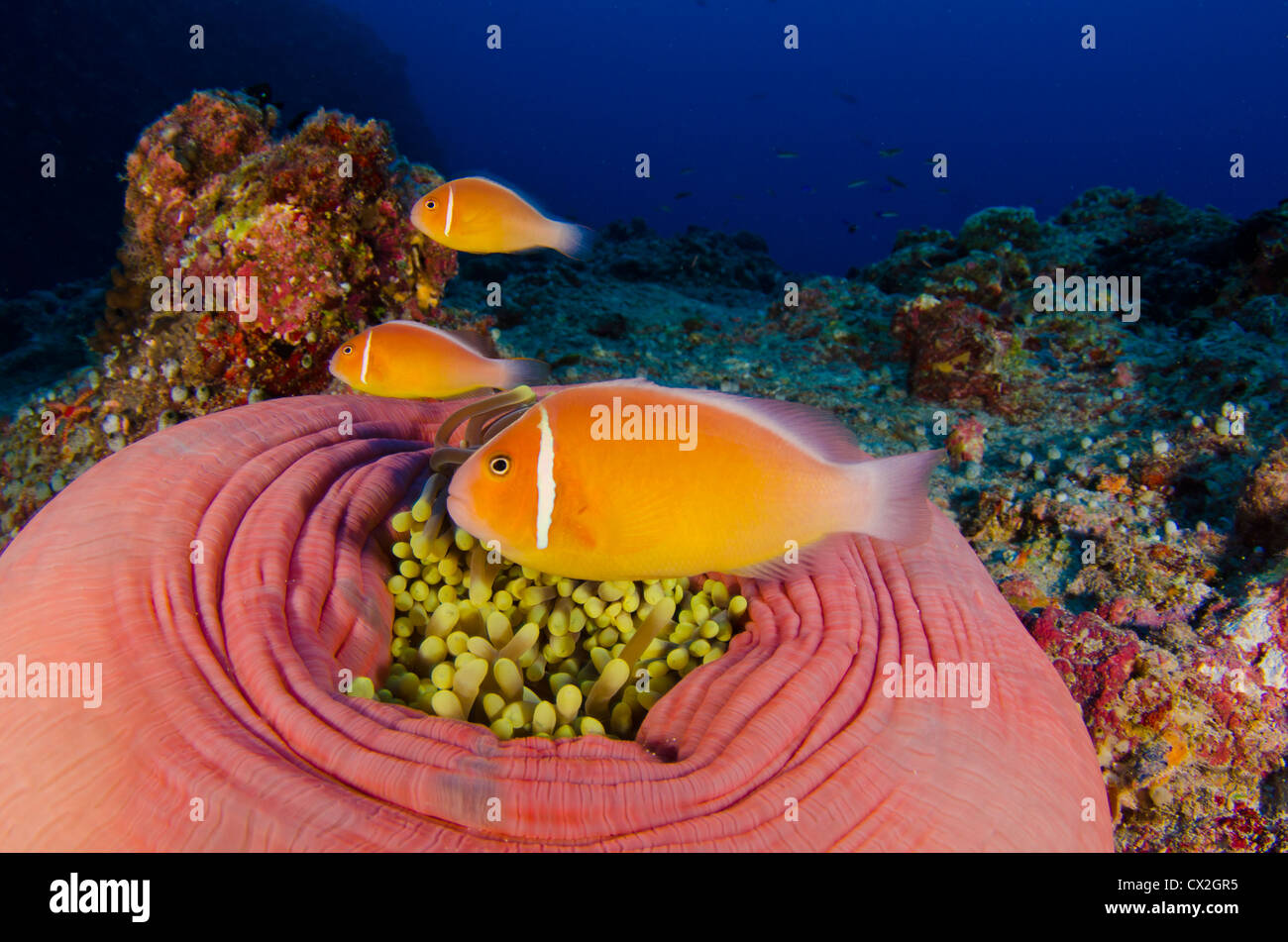 Escena subacuática de Palau, arrecifes de corales, anémonas, pez de anémona, agua azul, agua clara, la vida marina, submarinismo, colorido, profunda Foto de stock