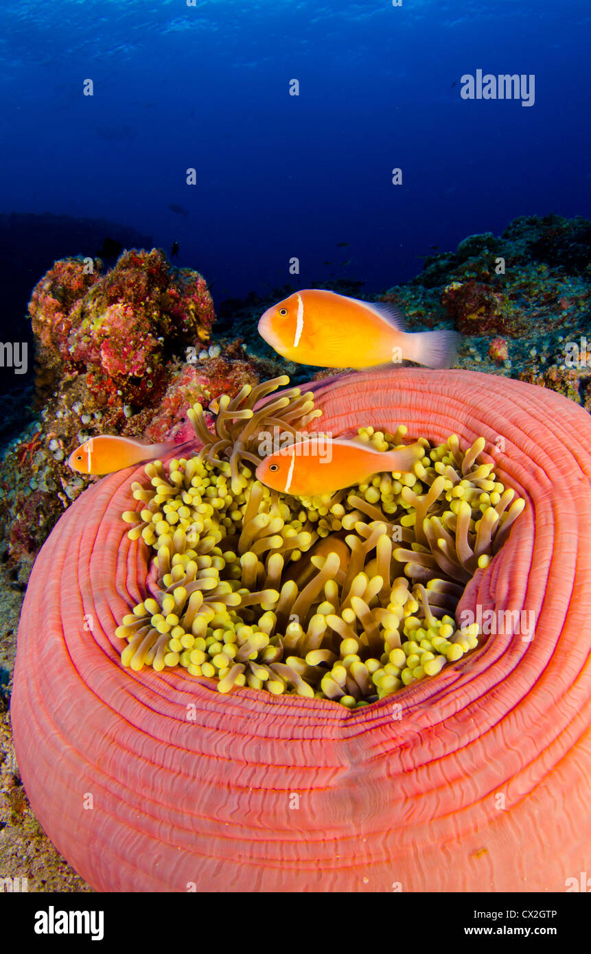 Escena subacuática de Palau, arrecifes de corales, anémonas, pez de anémona, agua azul, la vida marina, submarinismo, agua clara, el agua, el océano Foto de stock