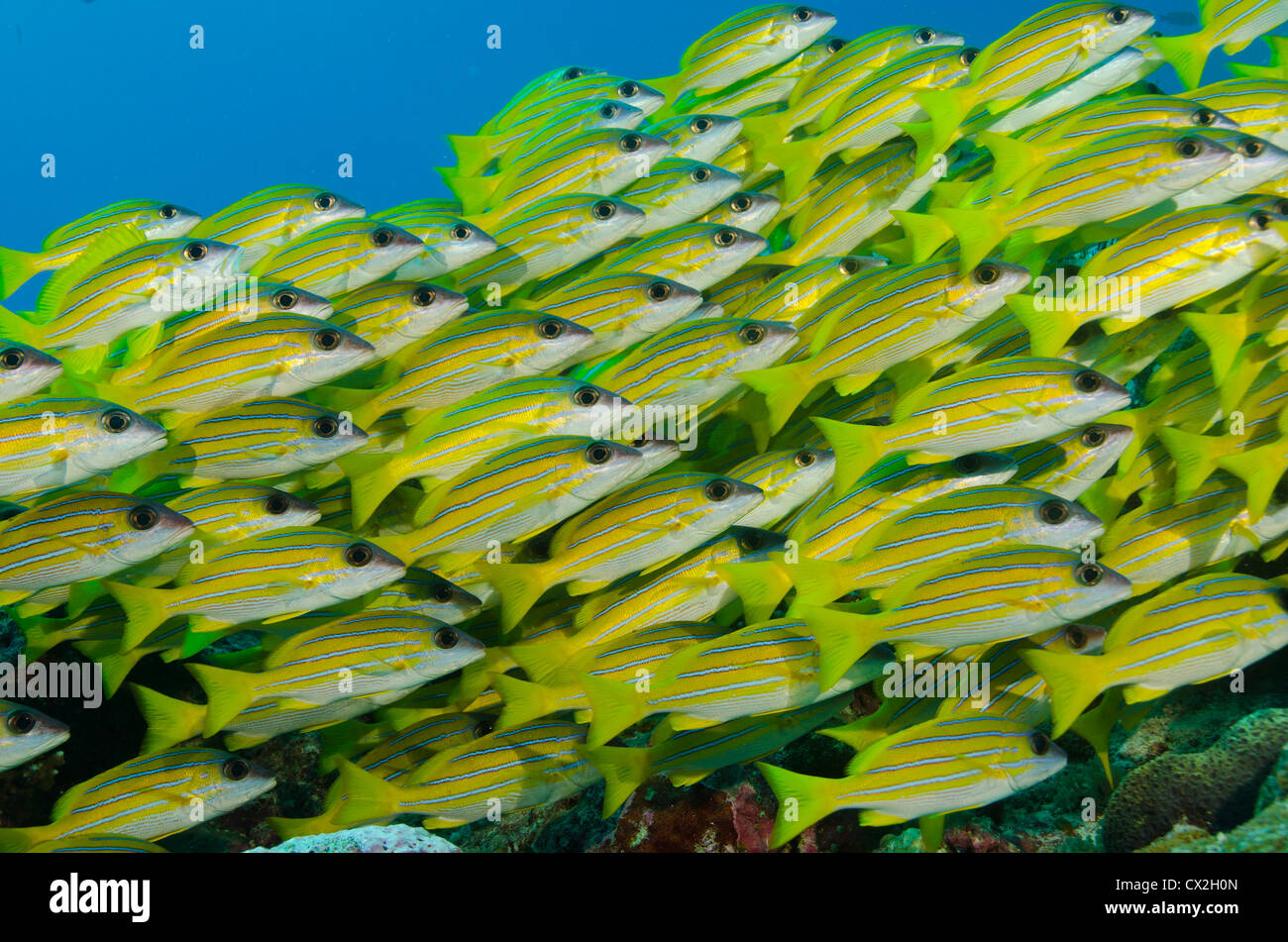 Escena subacuática de Palau, arrecifes de coral, el pargo ronco, escuela de peces, la vida del mar, océano, mar, submarinismo, agua azul, familia Foto de stock