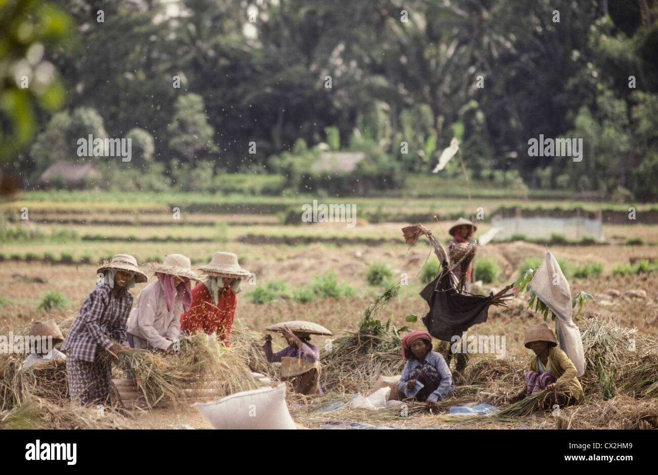 El trabajador de campo de arroz cerca de Ubud, Bali, Indonesia Foto de stock