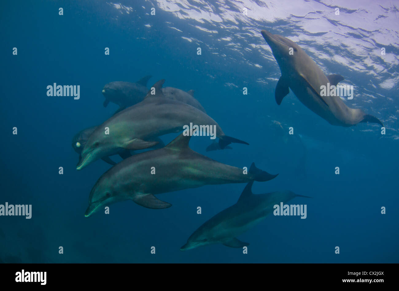 Delfines en el Mar Rojo, Egipto, submarino, grupo de delfines, agua azul, aguas superficiales, aguas claras, agua, submarinismo, mar Foto de stock