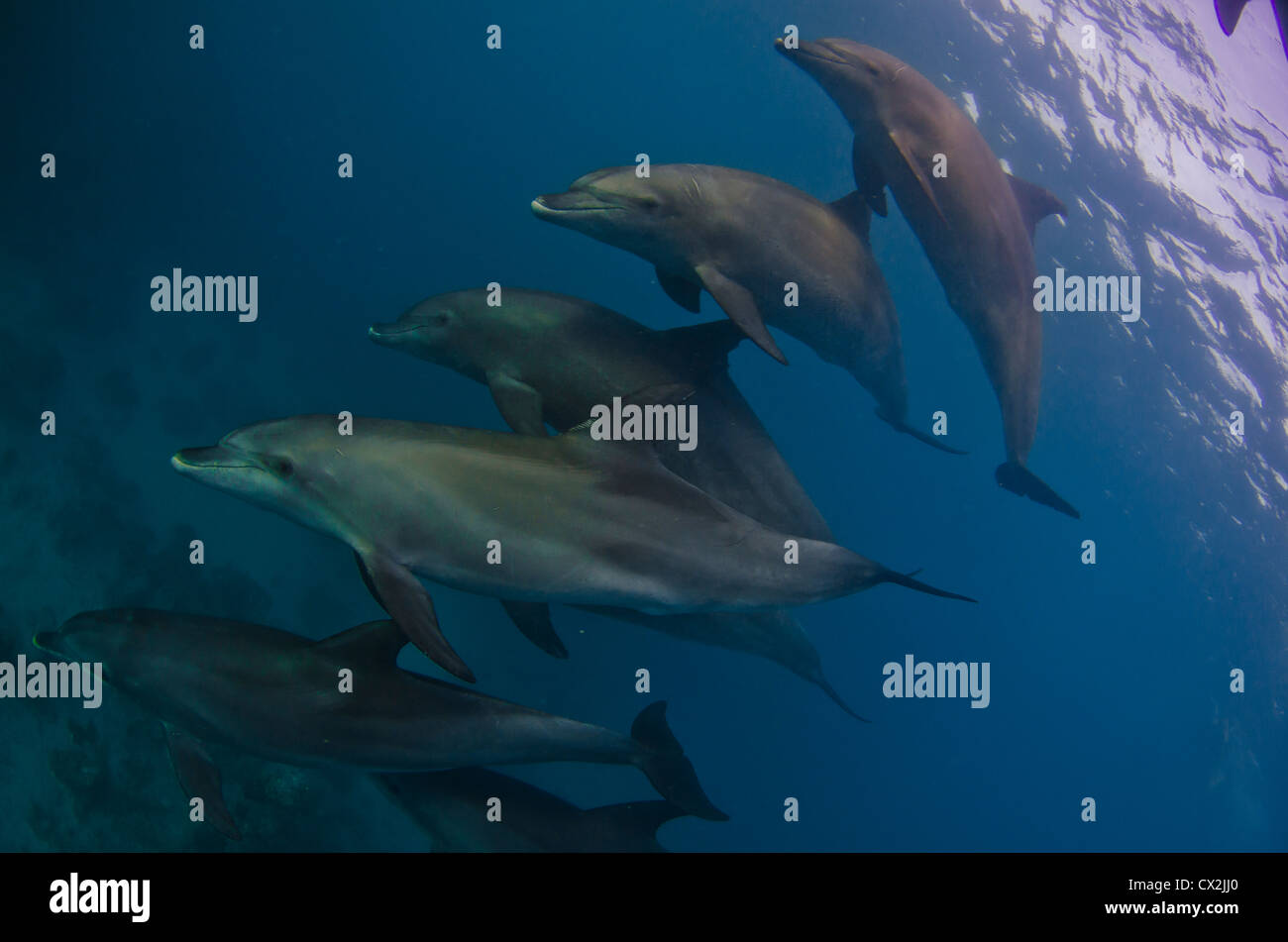 Delfines en el Mar Rojo, Egipto, submarino, mamíferos, océanos, mares, submarinismo, aguas superficiales, aguas azules, snorkel, el agua azul. Foto de stock