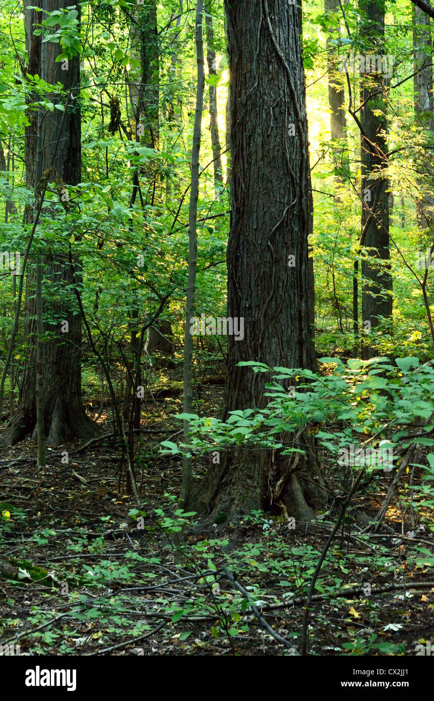 Los árboles de los bosques y la cubierta vegetal. Foto de stock