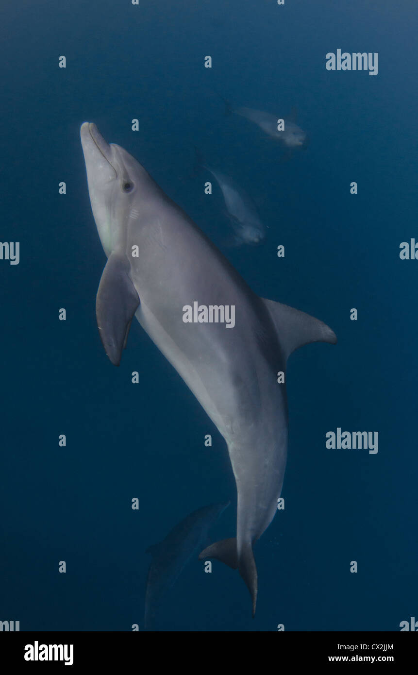 Delfines en el Mar Rojo, Egipto, submarino, mamíferos, océanos, mares, submarinismo, agua, aguas azules, arrecifes de coral, aguas poco profundas. Foto de stock