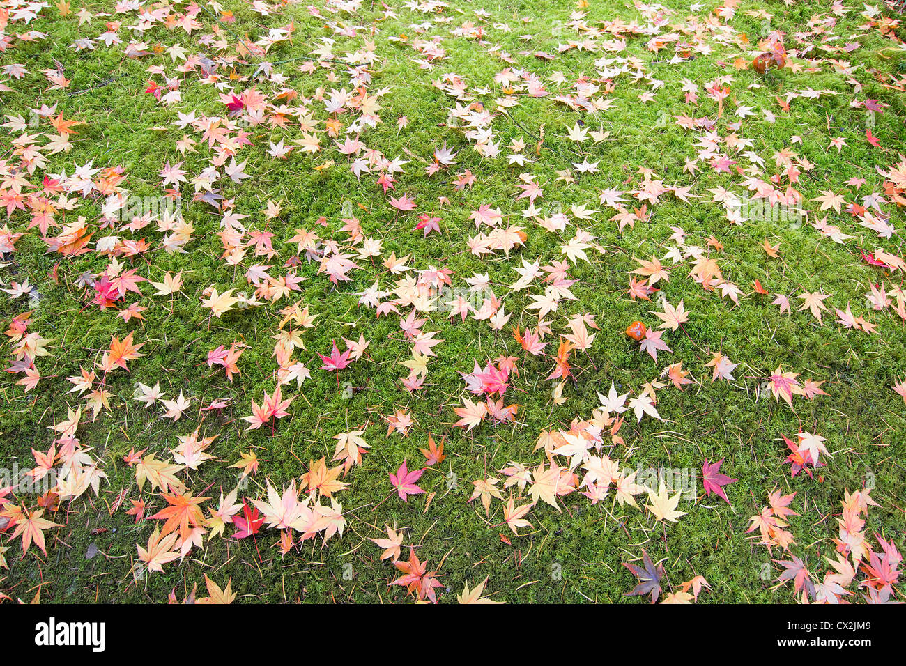 Las hojas del árbol de arce caídos en el campo de musgo en el otoño de fondo Foto de stock