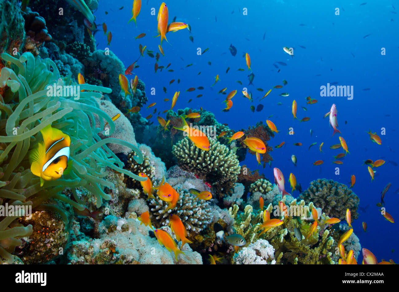 Los arrecifes de coral, Mar Rojo, Egipto, submarinas, arrecifes tropicales, agua azul, submarinismo, el océano, el mar, los peces, la vida marina, agua clara. Foto de stock
