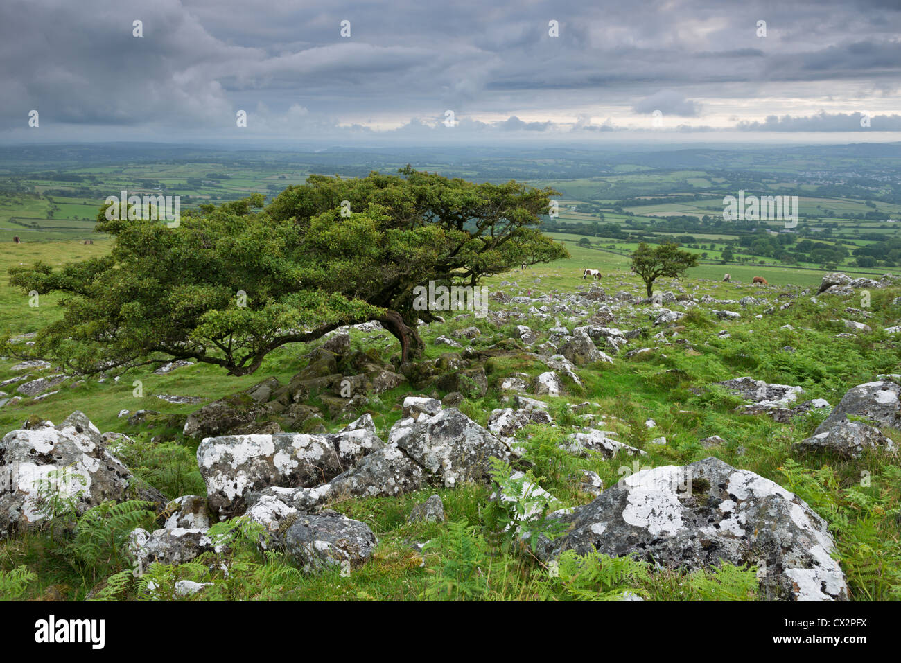 Hawthorn árboles en páramos, Dartmoor, Devon, Inglaterra. Verano (julio de 2012). Foto de stock