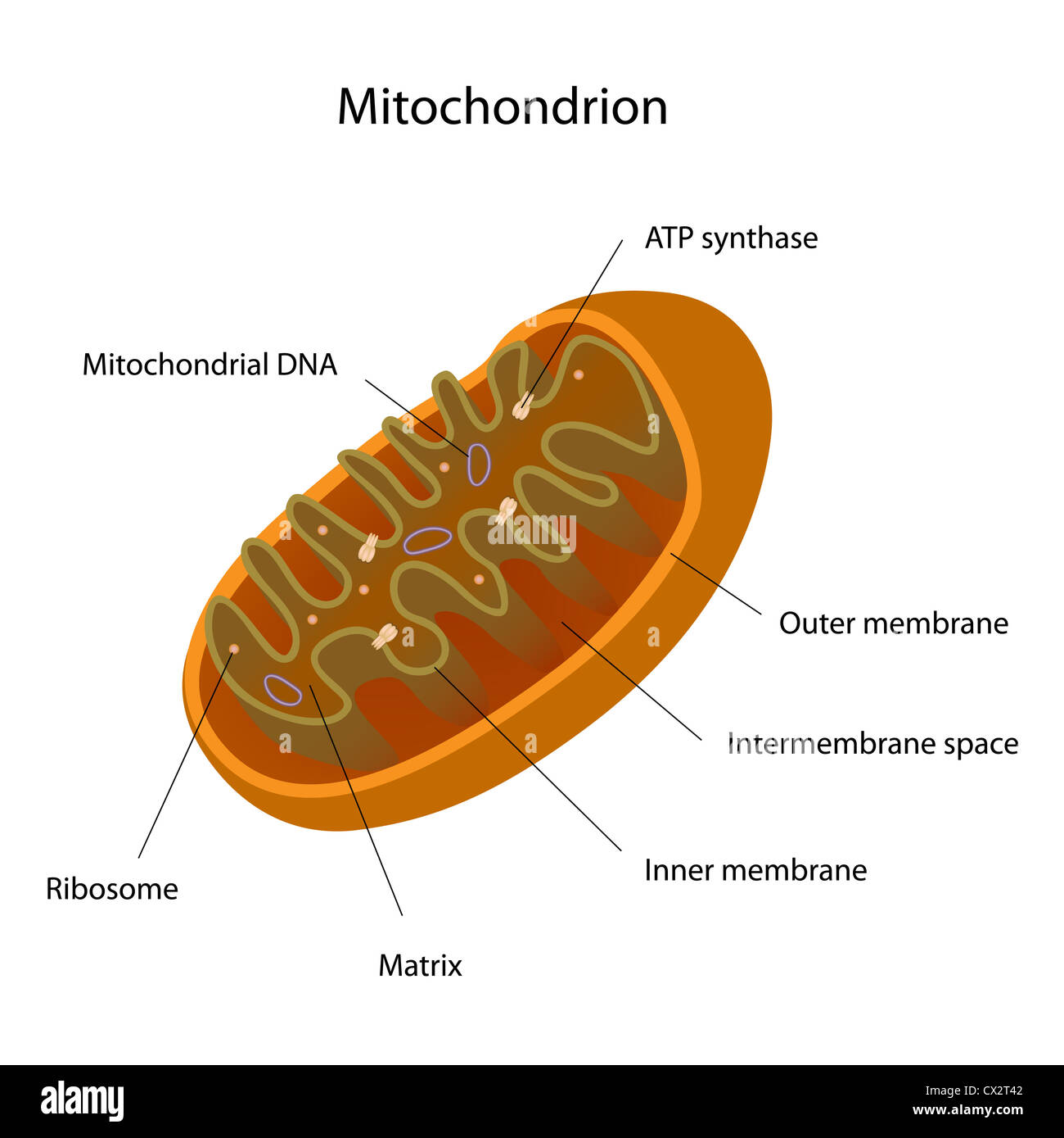 Mitocondria Foto de stock