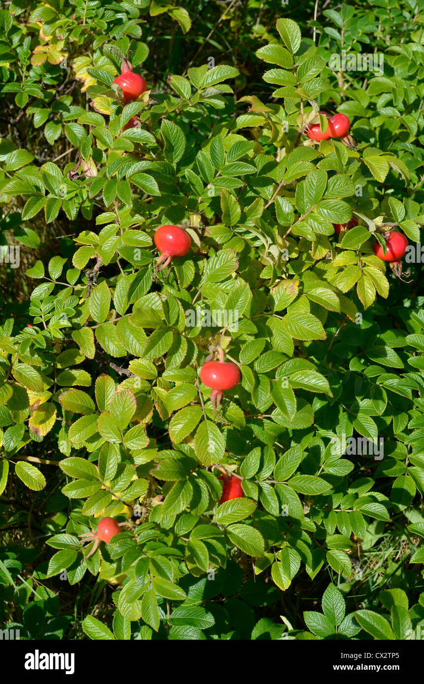 Los japoneses de Rosehips Rose / Rosa rugosa. Foto de stock
