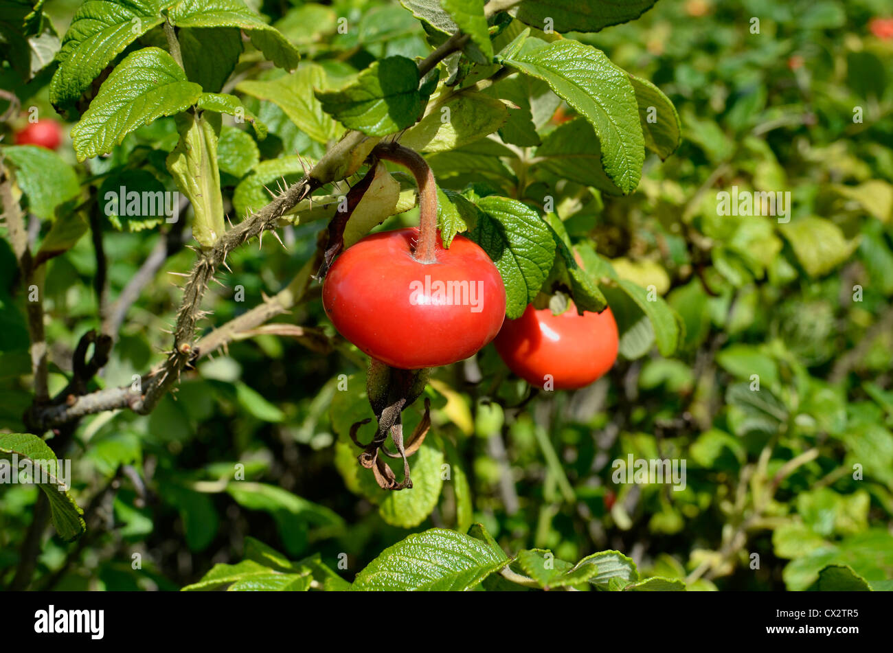 Los japoneses de Rosehips Rose / Rosa rugosa. Foto de stock