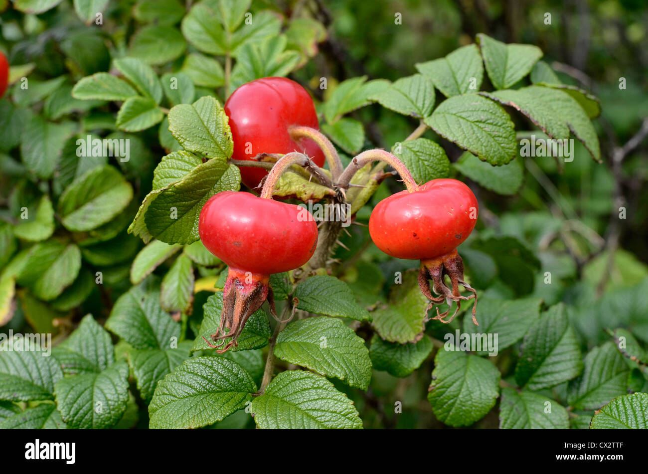 Los japoneses de Rosehips Rose / Rosa rugosa. Foto de stock