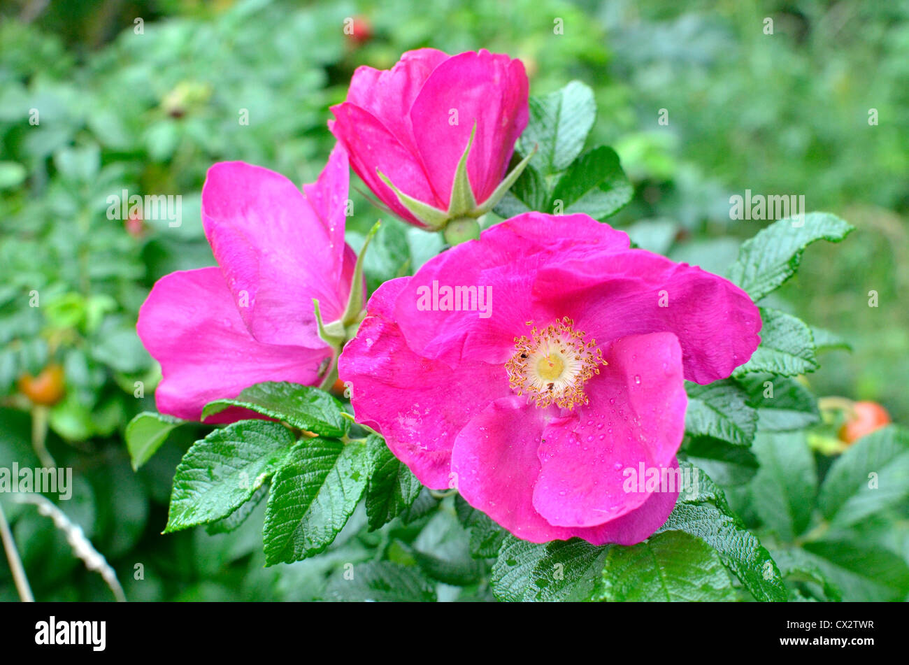 Flores de color rosa púrpura rosa japonesa / Rosa rugosa. Actúa como punto focal de la parte central de la flor de RH. Foto de stock