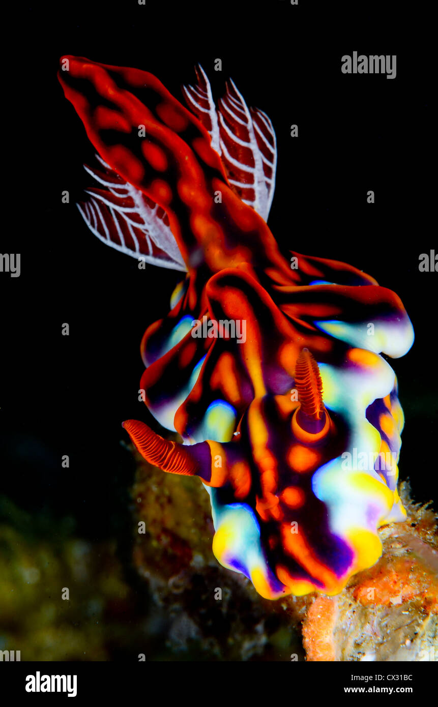 Nudibranch, Mundo Marino, Komodo, Indonesia, babosas de mar, submarinismo, colorido, fotosub, profundo, mar, Foto de stock