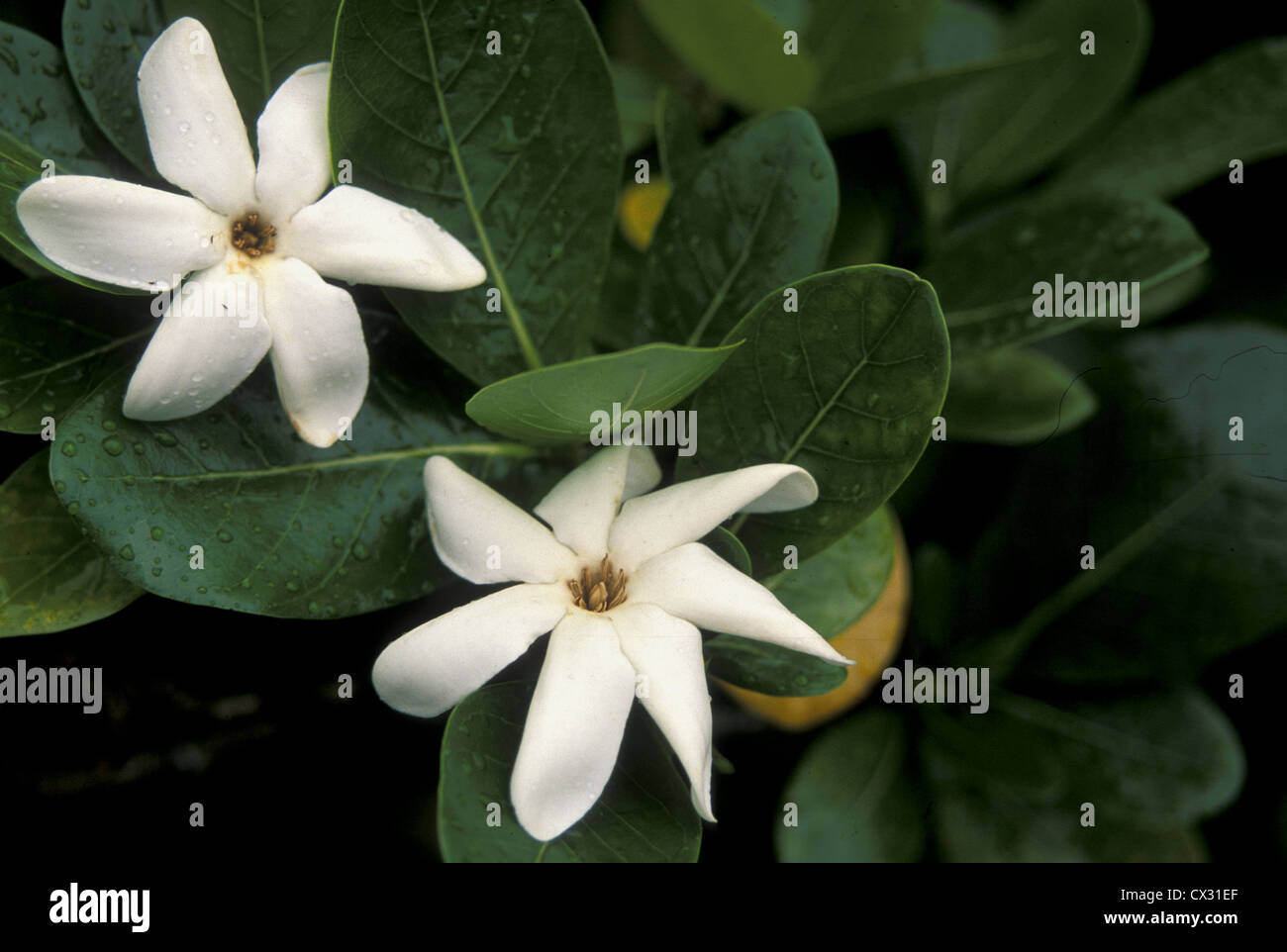 Tiare tahiti fotografías e imágenes de alta resolución - Alamy