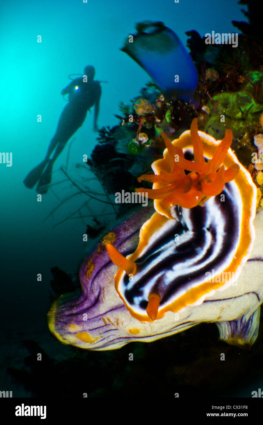 Scuba Diver silueta en arrecifes de coral en Indonesia, Komodo. Nudibranch en primer plano, submarinismo, océano, buzo femenino. Foto de stock