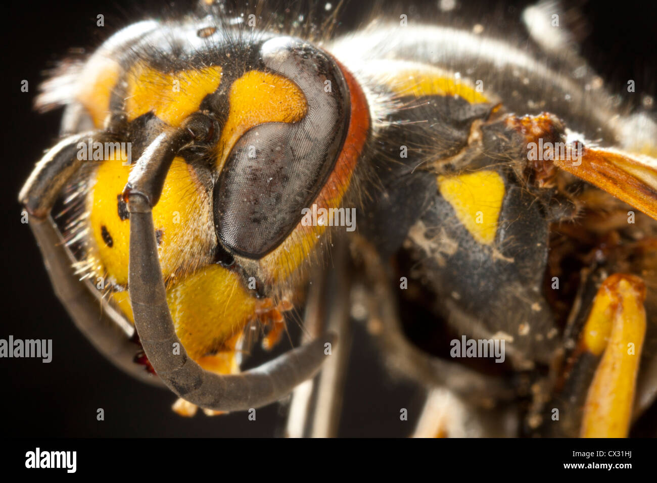 Una imagen macro de una abeja Foto de stock