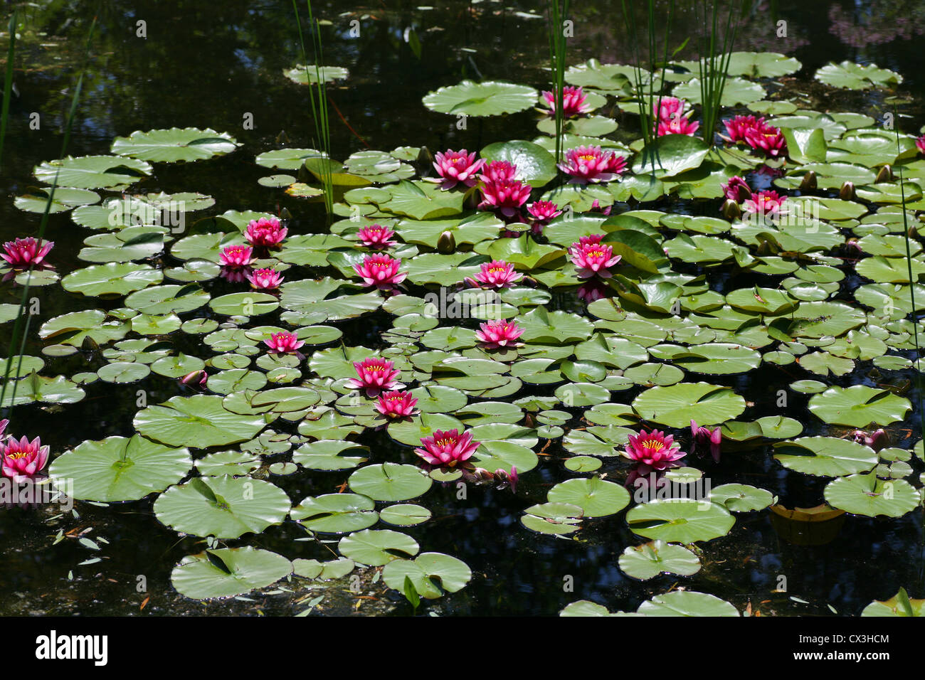 Un lirio estanque con nenúfares tropicales Fotografía de stock - Alamy