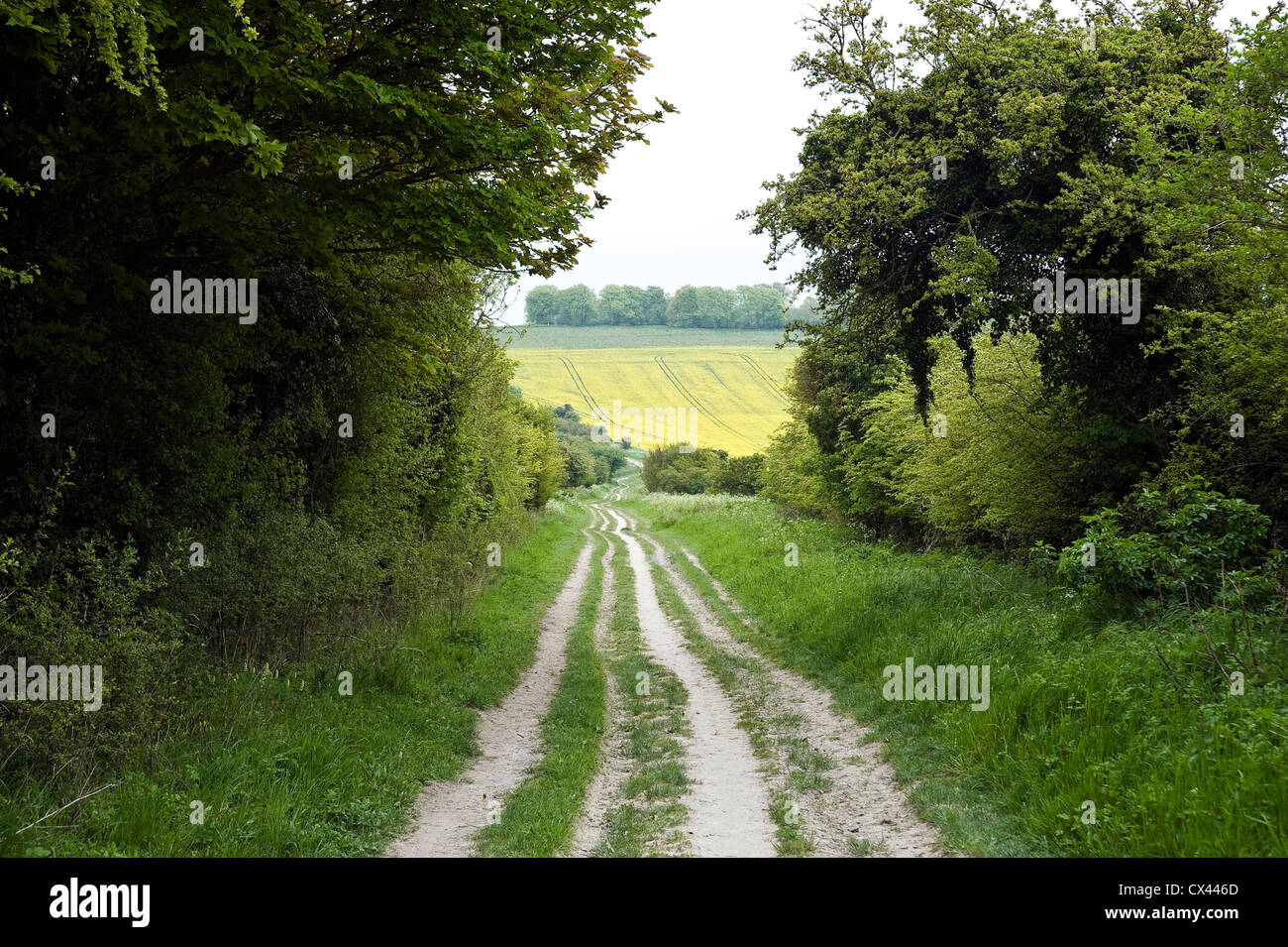El Ridgeway antigua pista cerca de Uffington castle, Oxfordshire, REINO UNIDO Foto de stock