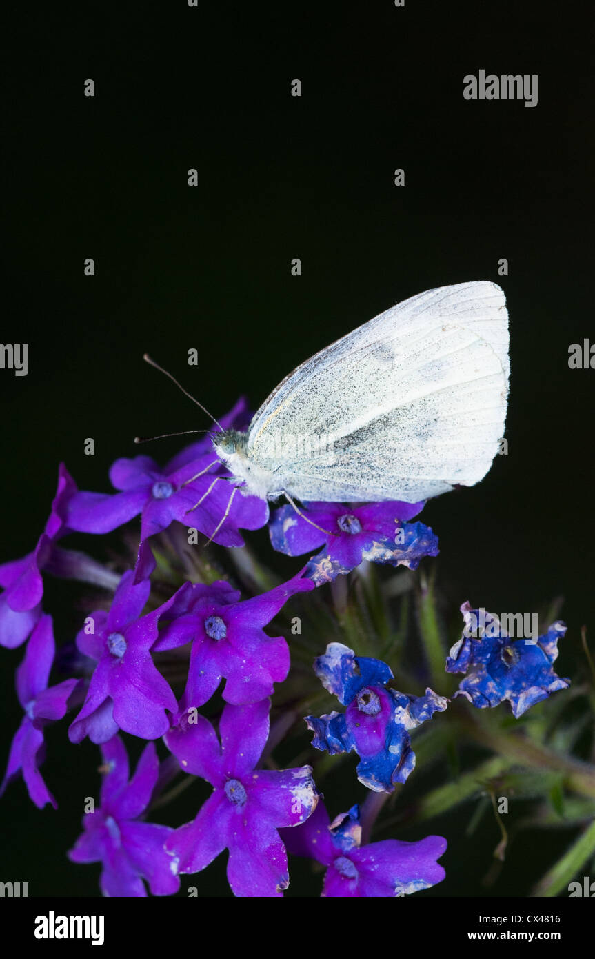 El repollo blanco Pieris rapae (mariposas) Foto de stock