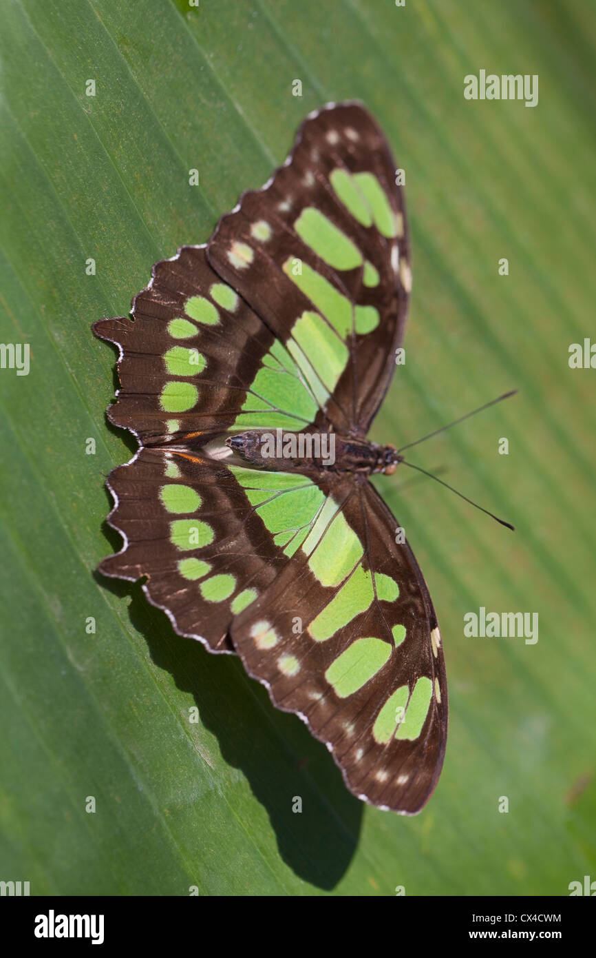 Malaquita Siproeta stelenes (mariposas) en la Finca de Mariposas fuera de San José. Foto de stock