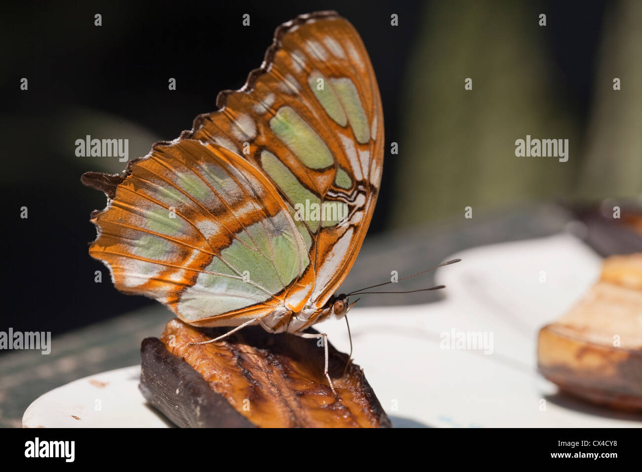 Una mariposa de Malaquita (Siproeta stelenes) alimentándose de una rodaja de plátano a la Finca de Mariposas fuera de San José. Foto de stock