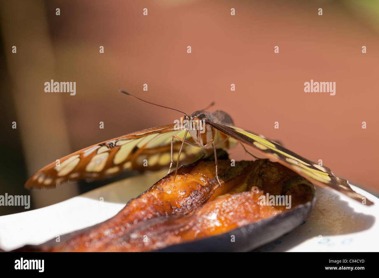 Primer plano de una mariposa (Siproeta stelenes Malaquita) alimentándose de una rodaja de plátano en la granja de mariposas, cerca de San José, Costa Rica. Foto de stock