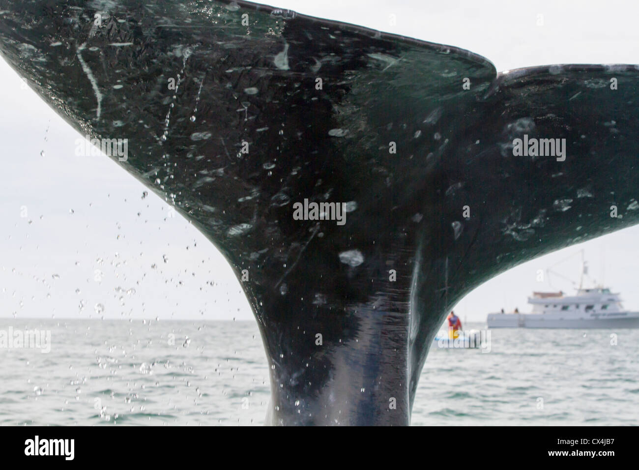 La ballena gris (Eschrichtius robustus) cola como inmersiones con boa en segundo plano. Foto de stock