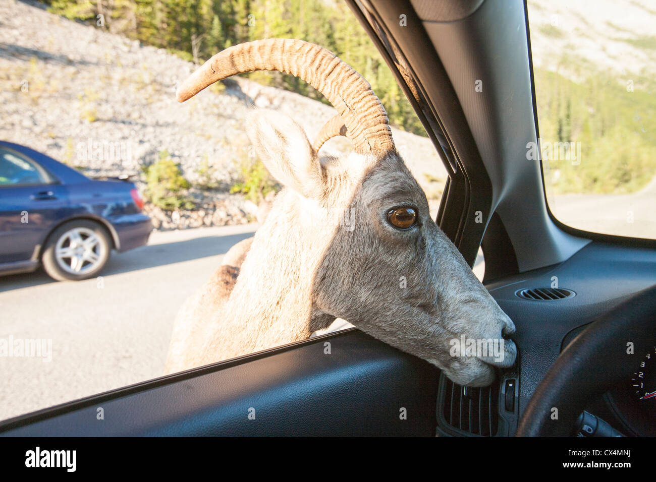 Un Big Horn Sheep investiga un coche de turistas por encima de Jasper, Canadá. Foto de stock