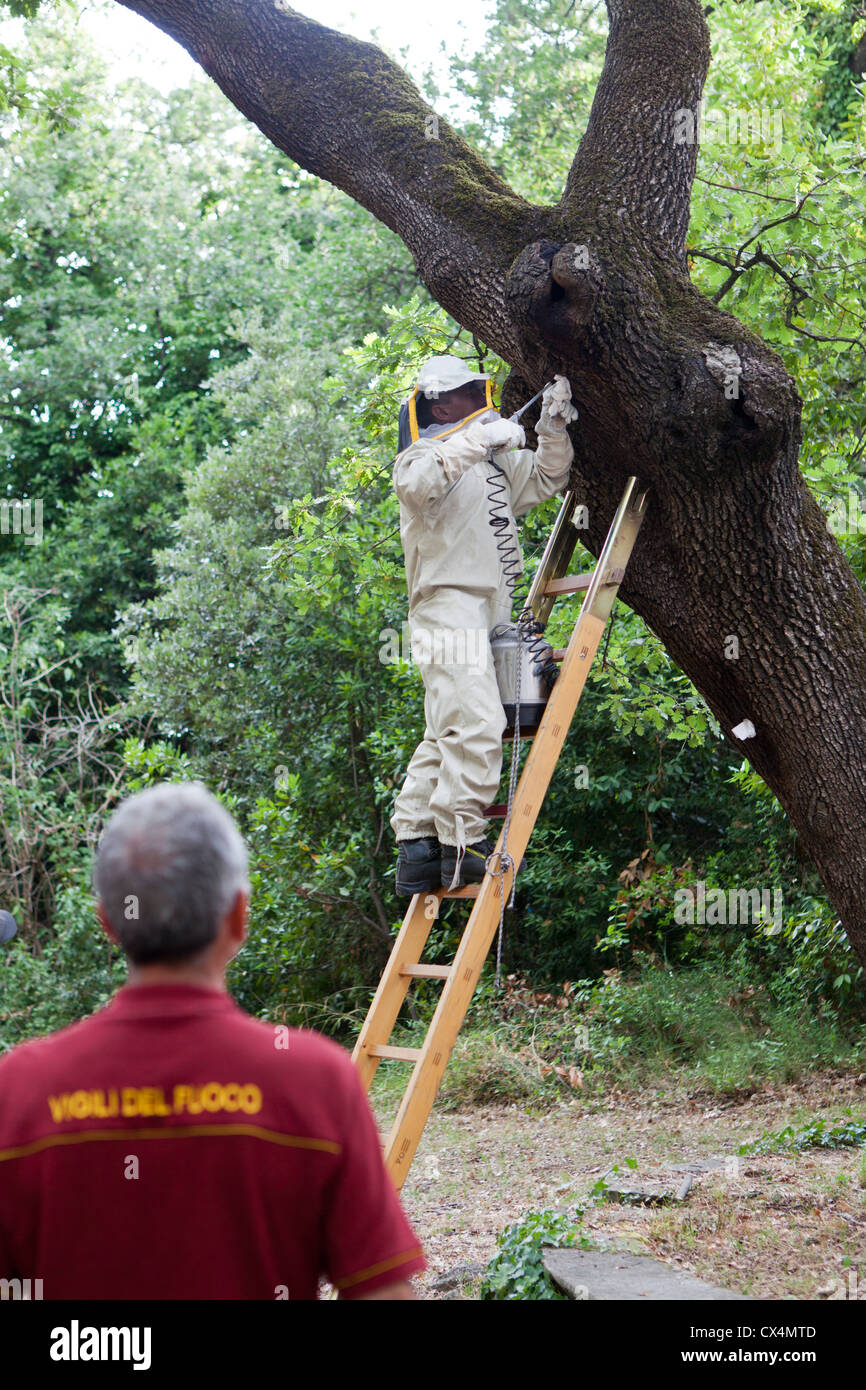 Fumigar un nido de avispas en un árbol Fotografía de stock - Alamy