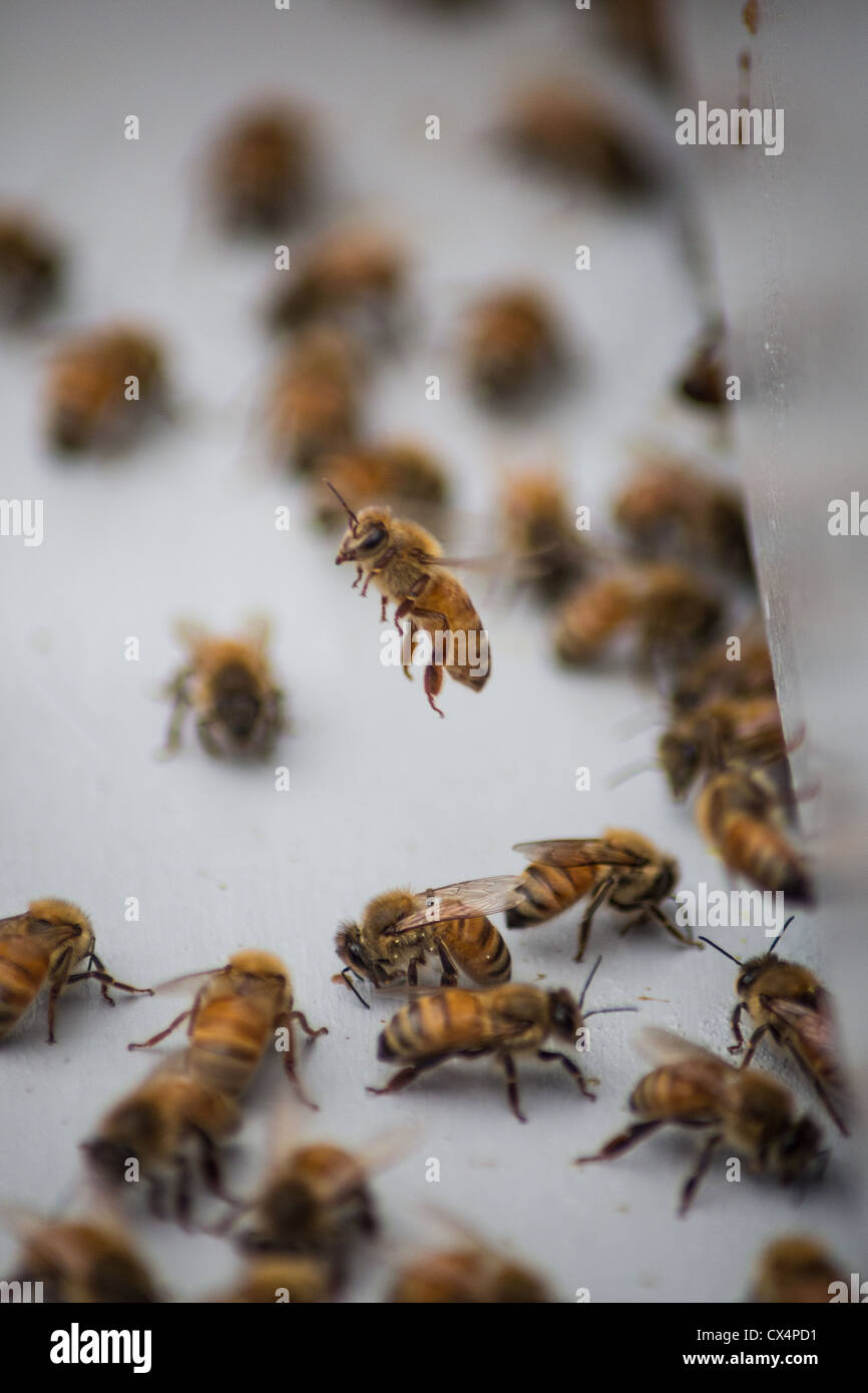 Las abejas de miel recogida en la entrada de la abeja cuadro que contiene su colmena Foto de stock