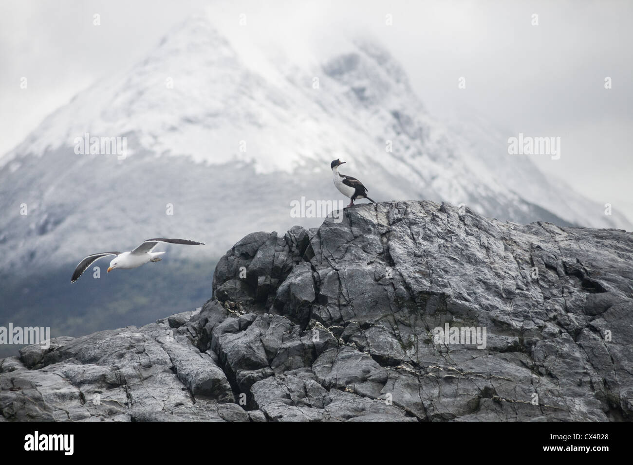 Una roca y una gaviota en la región patagónica de Argentina Foto de stock