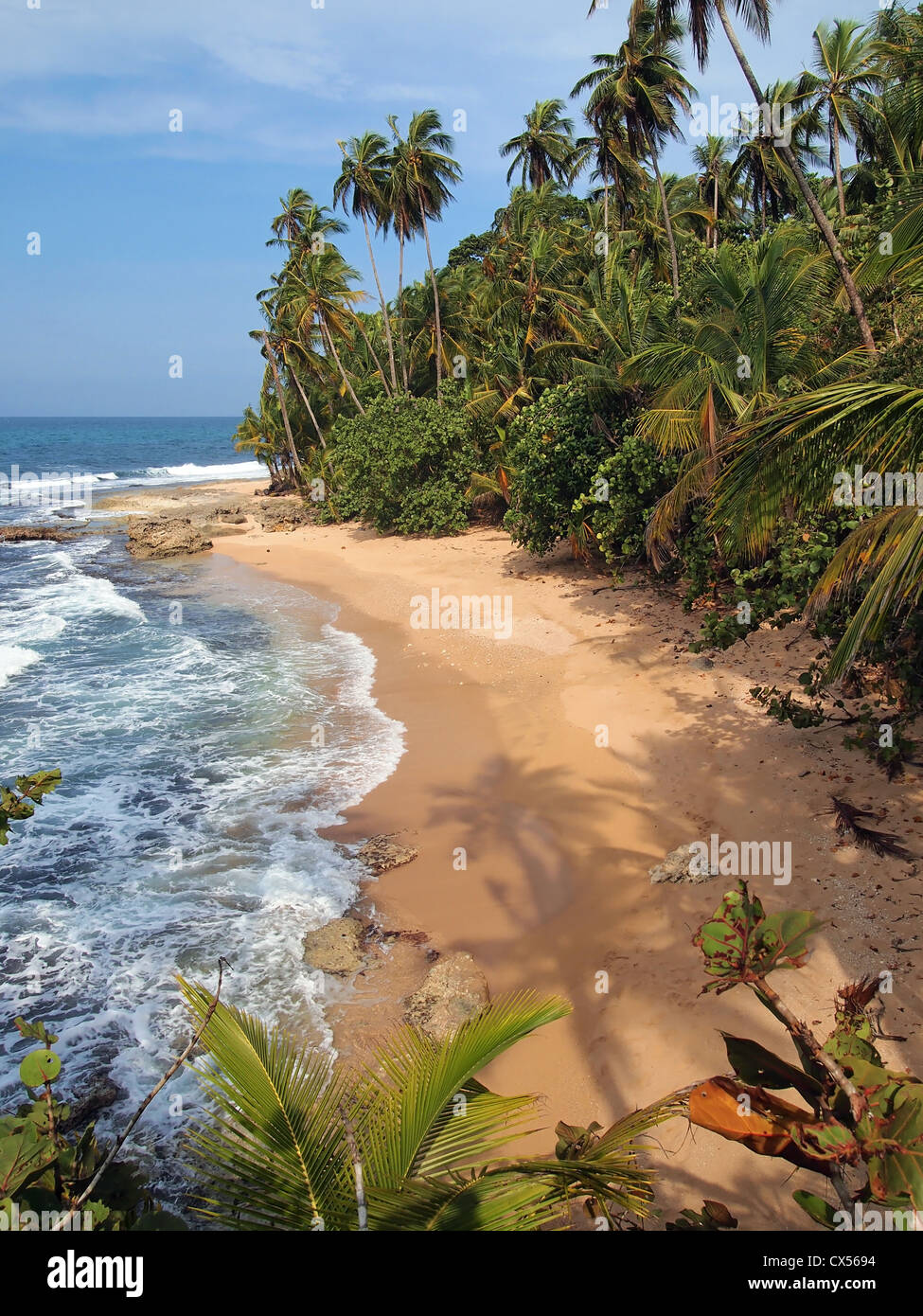 Sombra de árbol de coco en la arena de una playa tropical salvaje, Costa Rica, Centroamérica Foto de stock