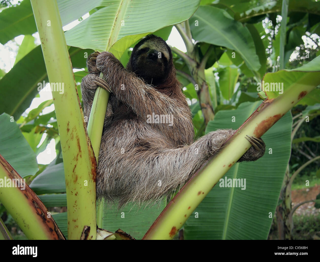 Perezoso de tres dedos colgando de un árbol de plátano, Costa Rica Foto de stock
