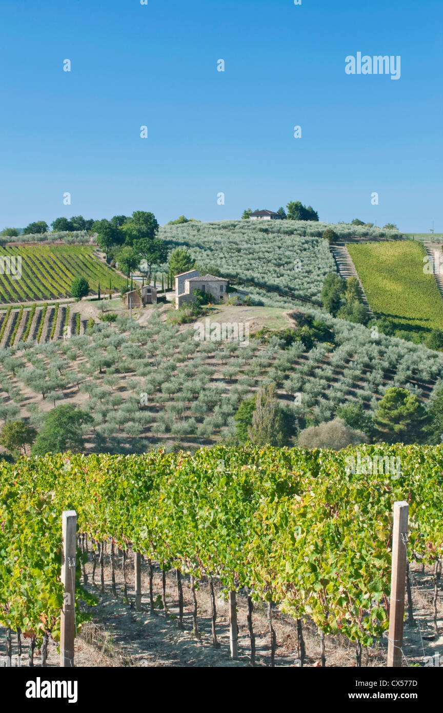 Europa, Italia, Umbria, cerca de Montefalco, viñedos y olivos. Foto de stock