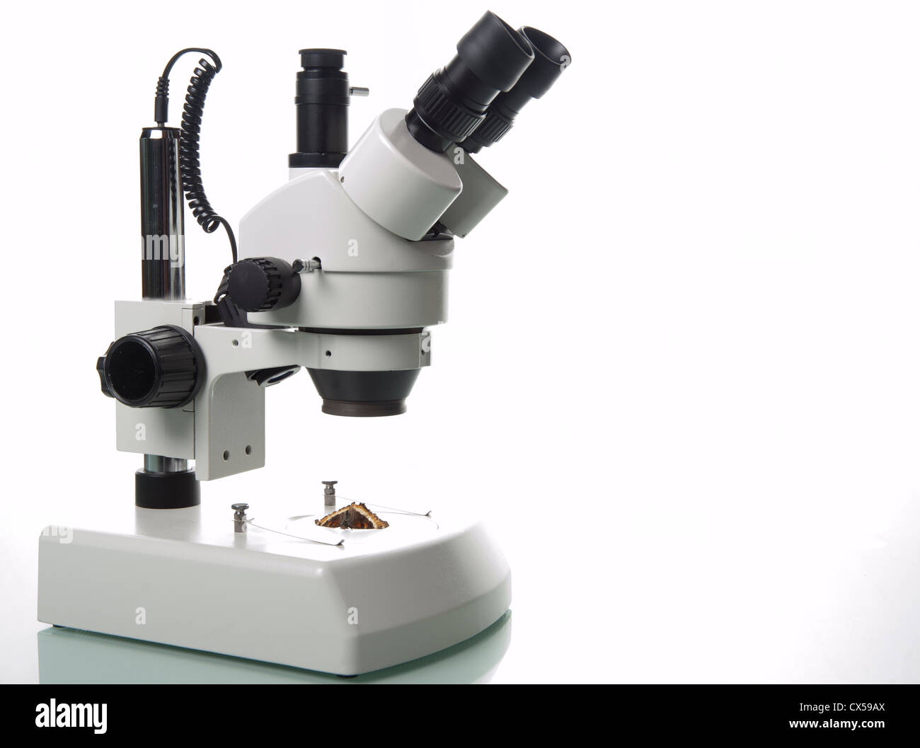 Microscopio científico con una mariposa en bandeja de vidrio Foto de stock