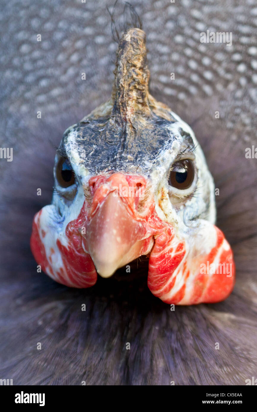 Close-up de un paují gallina de guinea (Numida meleagris) Foto de stock