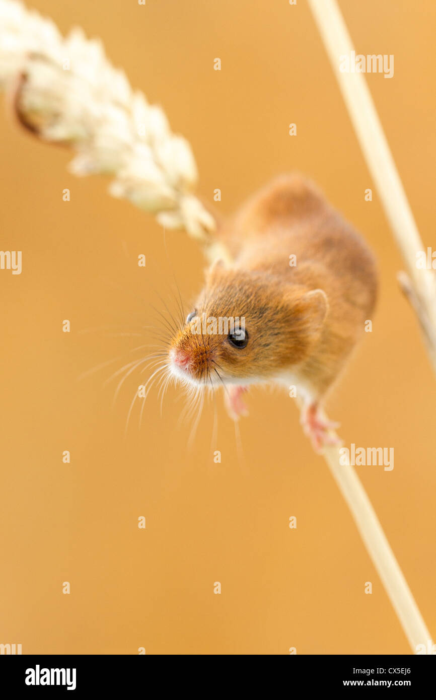 Ratón de cosecha (Micromys minutus) escalando una espiga de trigo, Devon, Inglaterra Foto de stock