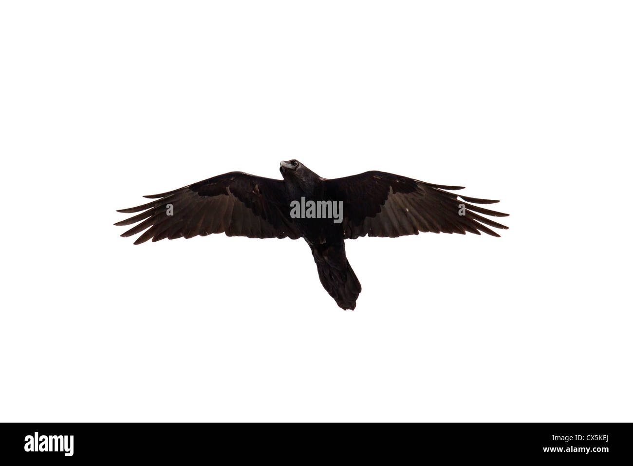 El cuervo común (Corvus corax) en vuelo, el recorte contra el fondo blanco. Foto de stock