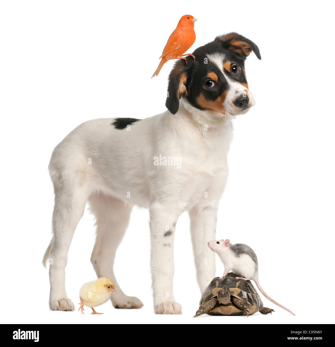 Cachorro de raza mixta, Canarias, garbanzos, tortuga y rata contra fondo blanco. Foto de stock