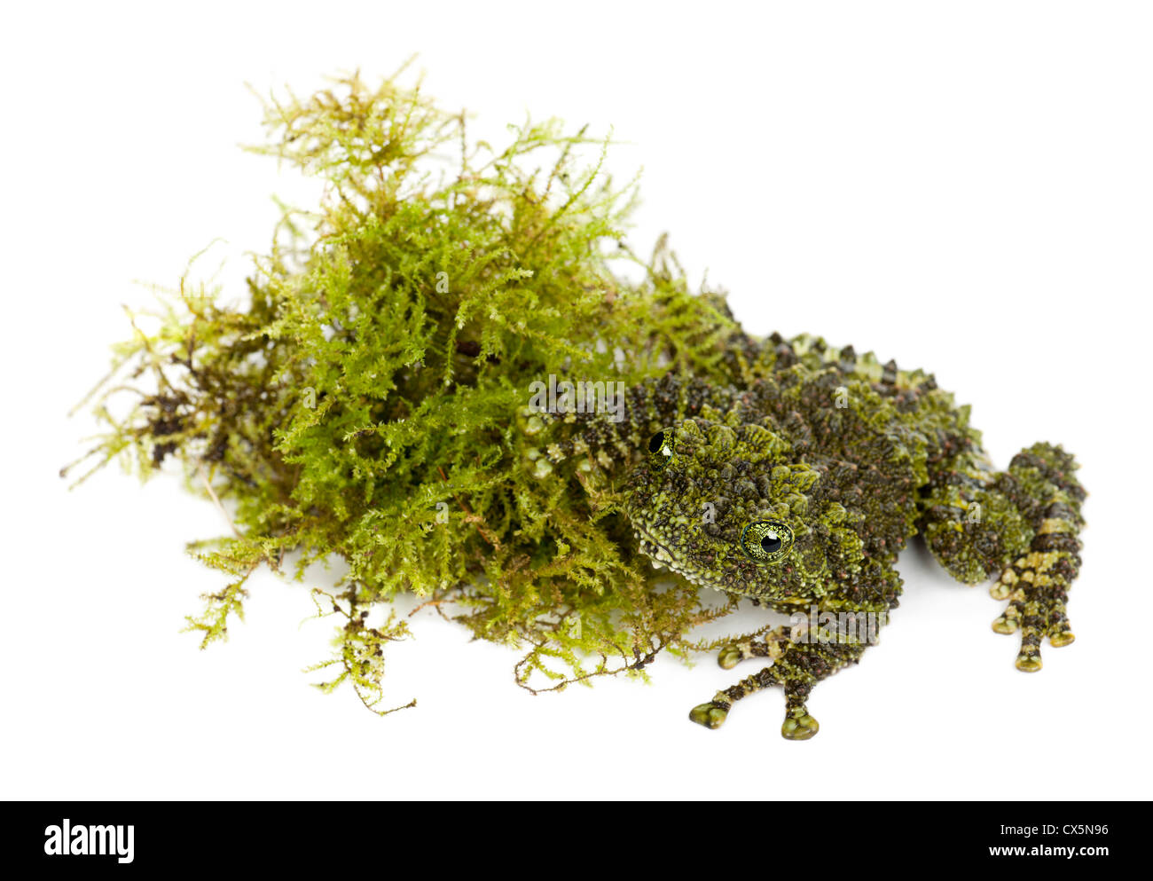 Rana, Theloderma corticale musgosas, también conocida como Rana musgo vietnamita o Tonkin Bug-eyed Frog, retrato contra el fondo blanco. Foto de stock