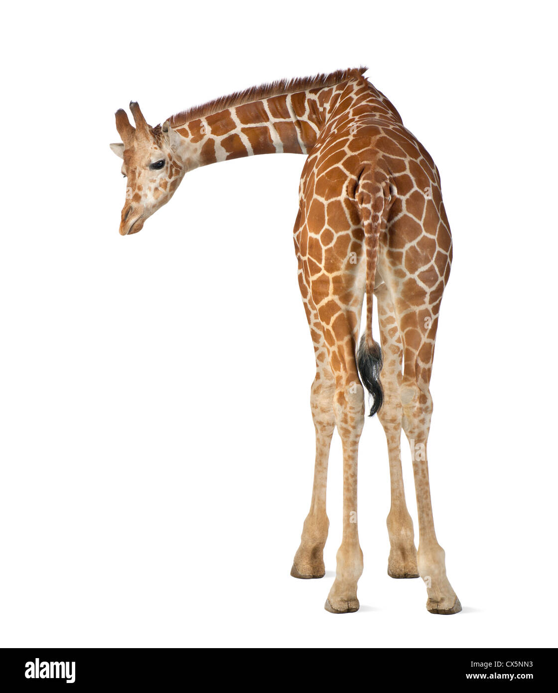 Los somalíes a menudo conocido como la Jirafa reticulada jirafa (Giraffa camelopardalis reticulata) 2 años y medio sobre fondo blanco. Foto de stock