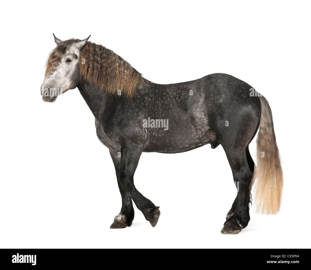 Percheron , 5 años, una raza de caballo de tiro de pie contra el fondo blanco. Foto de stock