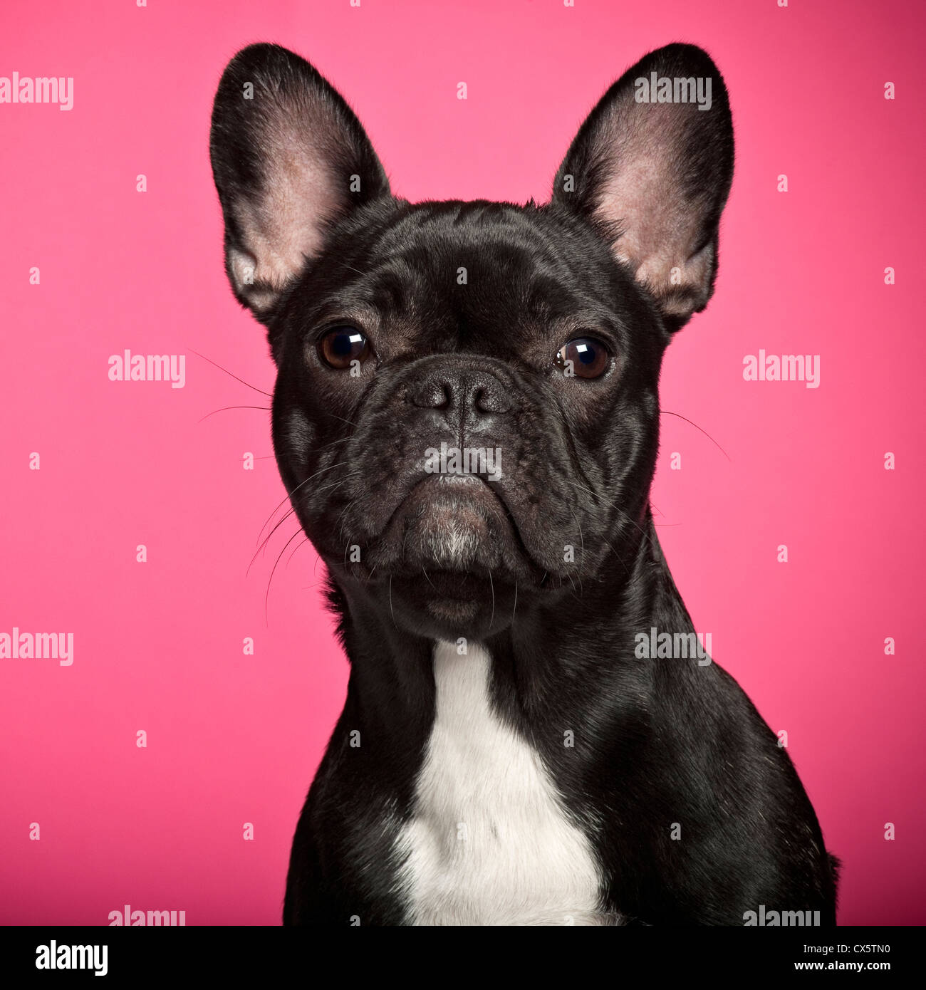Cachorro Bulldog francés, 6 meses de edad, contra el fondo de color rosa  Fotografía de stock - Alamy